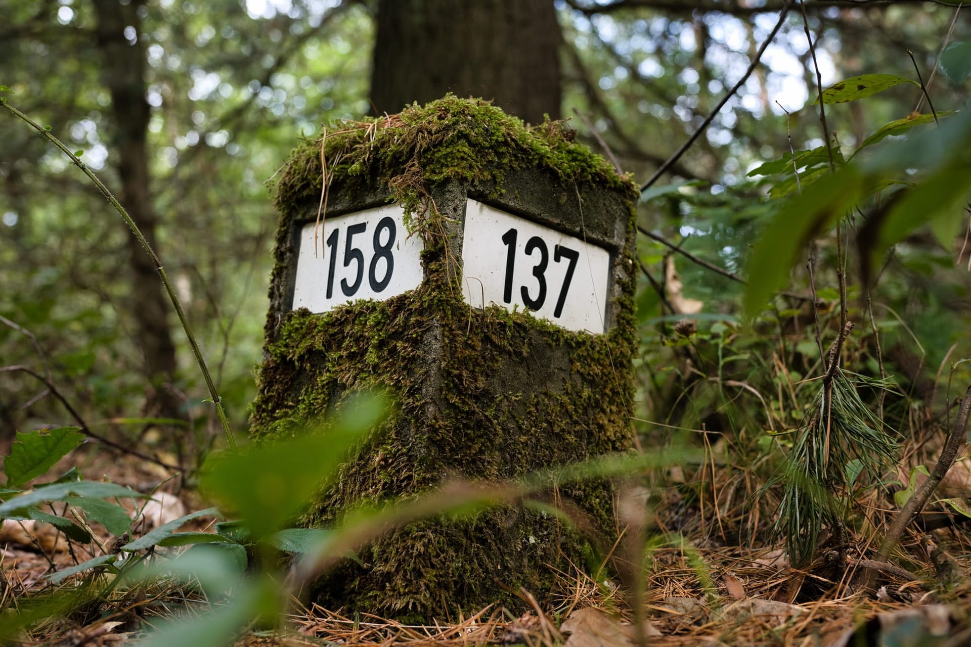 Frühherbstliche Haard